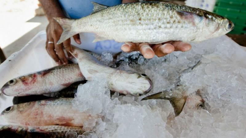 Seminário vai debater a piscicultura no Vale do Taquari